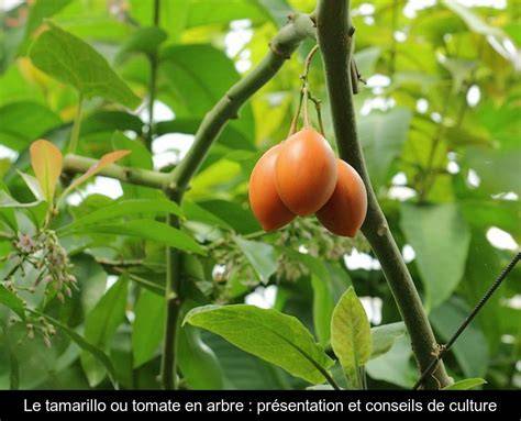 Infographie: cycle de vie du Tamarillo et conseils de culture