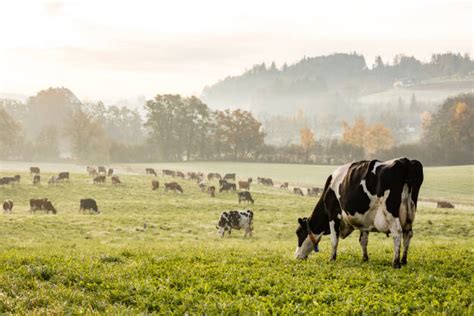 Vaches Montbéliardes et Holstein paissant dans une prairie