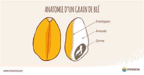 Schéma du grain de blé: enveloppes, albumen et germe