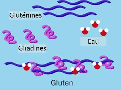 Illustration du réseau de gluten et de l’emprise de l’amidon sur l’eau