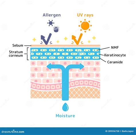 Image illustrant une peau saine et hydratée
