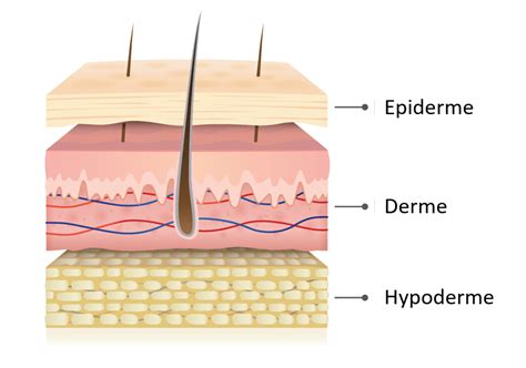 Diagramme montrant les couches de la peau et l'effet hydratant et protecteur de la crème