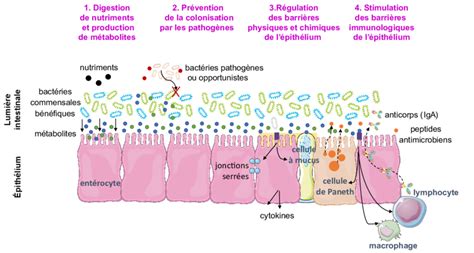 représentation schématique du microbiote intestinal