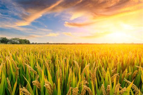 Champ de riz au coucher du soleil