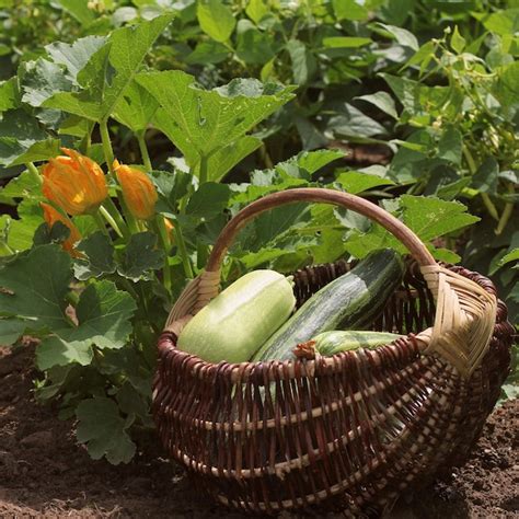 Fleurs de courgettes fraîches dans un panier