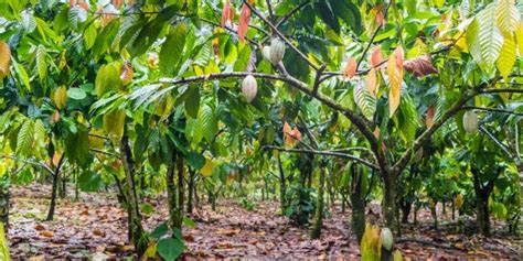 Plantation de cacaoyers dans une région tropicale