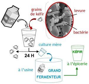 Schéma représentant les zones de température idéales pour différents ferments (kéfir, yaourt, kombucha)