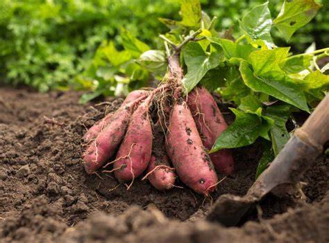 Infographie: Cycle de vie de la patate douce, de la plantation à la récolte