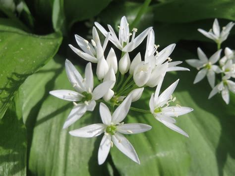 Feuilles d'ail des ours et fleurs blanches