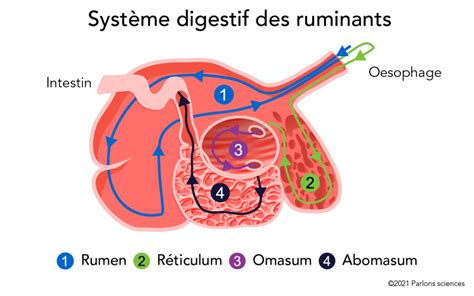 Schéma du système digestif des ruminants avec le rumen mis en évidence