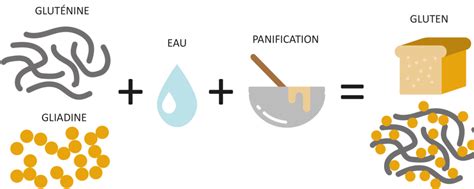 Schéma expliquant la formation du réseau glutineux dans la pâte à brioche