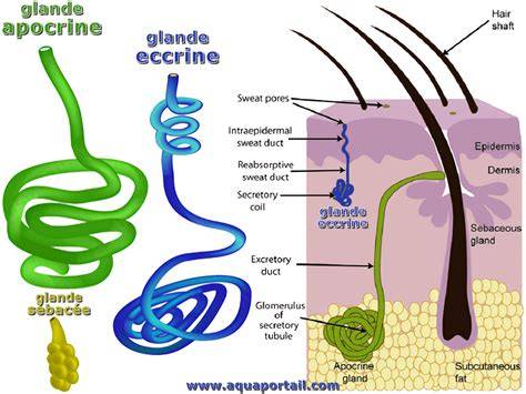 schéma glandes eccrines vs apocrines