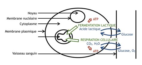 Diagramme comparant la respiration cellulaire et la fermentation