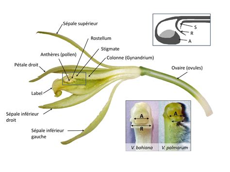 Structure d'une fleur de vanille