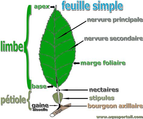 schéma estimation des parties du chou-fleur et feuilles
