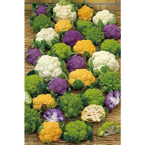 Assortiment de choux-fleurs de différentes couleurs