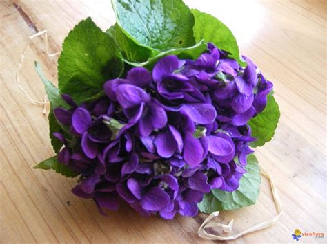 Bouquet de violettes fraîches