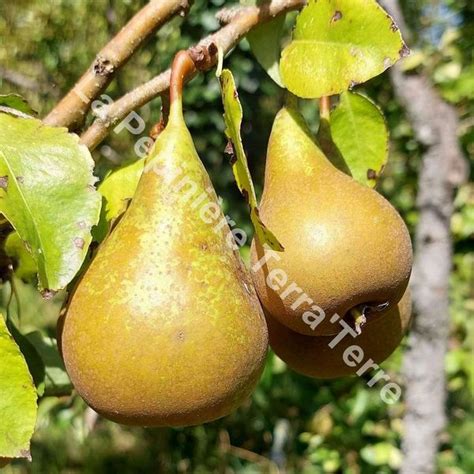 Variété de poires italiennes