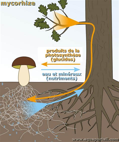 Infographie mycorhize: arbres, mycélium et cycle automnal des trompettes de la mort