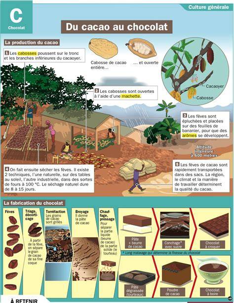 Infographie: Parcours du cacao, de la plantation à l'écrin Jeff de Bruges