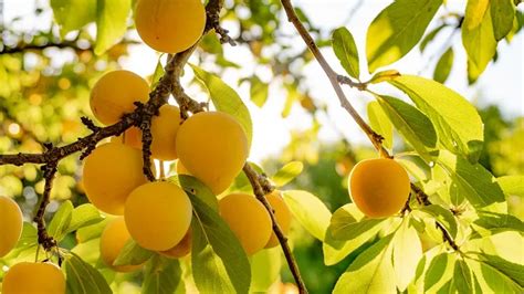 Champ de pruniers et mirabelliers en fruits