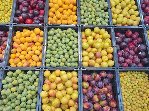 Différentes variétés de prunes : quetsches, mirabelles, Reine-Claude