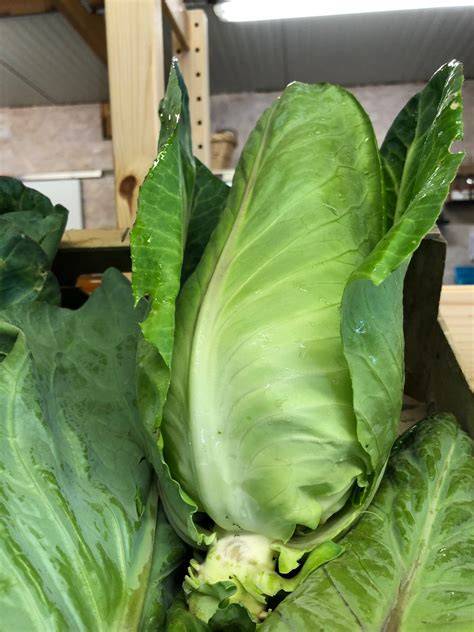 Image d’un chou pointu frais et vert tendre, posé dans un panier de légumes