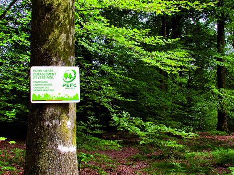 Forêt gérée durablement avec un panneau indiquant la certification