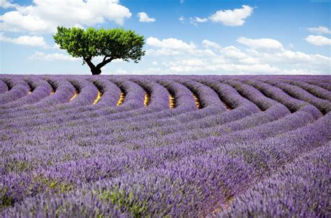 image_provence_lavande_daguerréotype.jpg