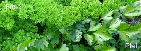 Gros plan sur des feuilles de persil frisé et plat