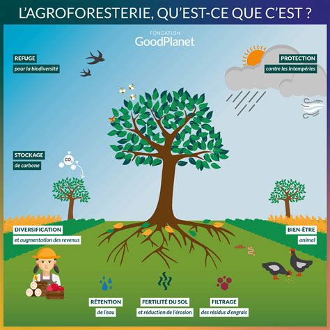 Schéma : interaction vanille et arbres tuteurs en agroforesterie