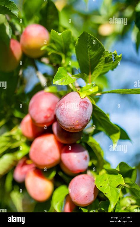 Prunes sauvages violettes sur une branche d'arbre
