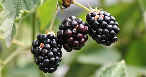 Gros plan sur des prunes sauvages mûres, certaines entamées pour montrer la chair et le noyau