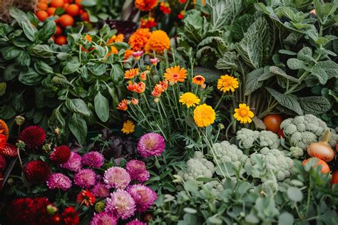 fleurs comestibles jardin usage
