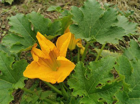 fleurs-légumes courges courgettes