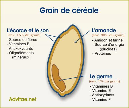 Diagramme comparant la structure d'un grain de céréale complet et d'un grain raffiné