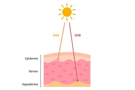 Diagramme montrant les couches de la peau et l'effet des rayons UV, des antioxydants et de l'acide hyaluronique
