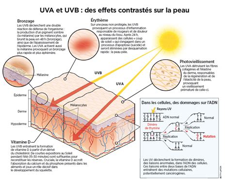 Schéma comparatif des rayons UVA et UVB et de leurs effets sur la peau