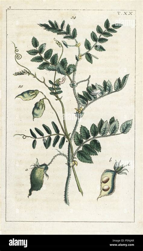 Illustration botanique du pois chiche (Cicer arietinum)