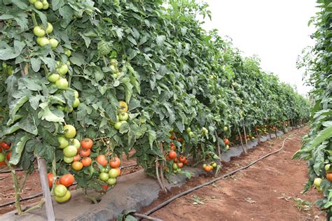 Champ de tomates et d'aubergines ensoleillé