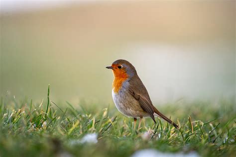 Un petit oiseau regardant des petits pois