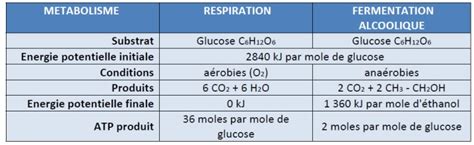 Tableau comparatif des voies métaboliques de la fermentation et de la respiration