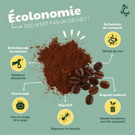 Illustration montrant comment appliquer le marc de café autour d'une plante pour la protéger du froid