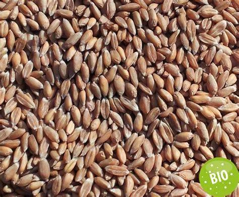 Grains d'épeautre entiers