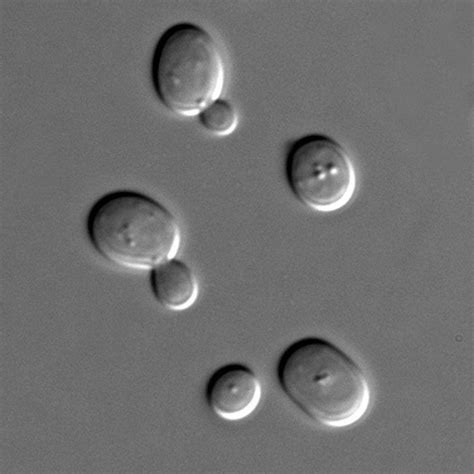 Microscope montrant des levures et des bactéries dans une culture de levain