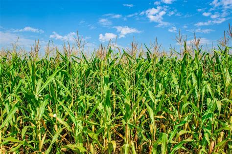 Champ de maïs biologique
