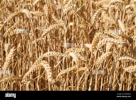 Champ de blé mûr en Alsace, prêt pour la récolte