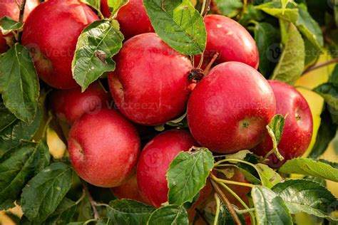 Pommes fraîches cueillies dans un verger