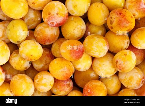 Mirabelles fraîches cueillies sur un arbre