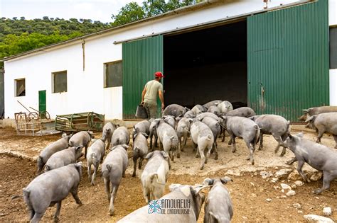Élevage de porcs ibériques